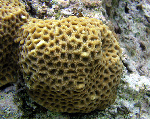 Brain coral reference close-up